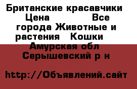 Британские красавчики › Цена ­ 35 000 - Все города Животные и растения » Кошки   . Амурская обл.,Серышевский р-н